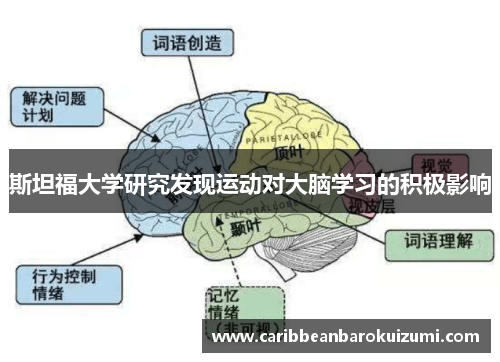 斯坦福大学研究发现运动对大脑学习的积极影响